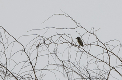 Pogoniulus chrysoconus