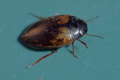 Hydroporus tessellatus