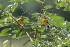 Emberiza flaviventris