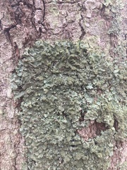 Punctelia caseana