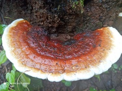 Gloeophyllales