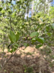 Myrcia