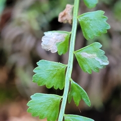 Psychoides verhuella