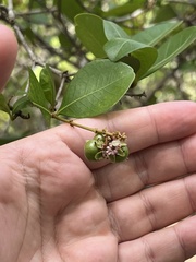 Myrcia