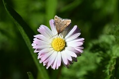 Loxostege sticticalis