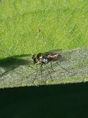 Dolichopodidae