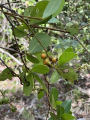 Myrcia
