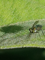 Dolichopodidae
