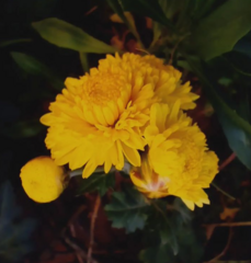 Chrysanthemum morifolium