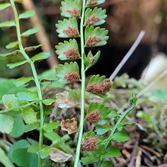 Psychoides verhuella