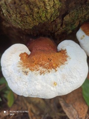 Fomitopsidaceae