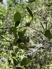 Myrcia