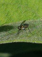 Dolichopodidae