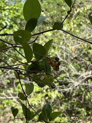 Myrcia