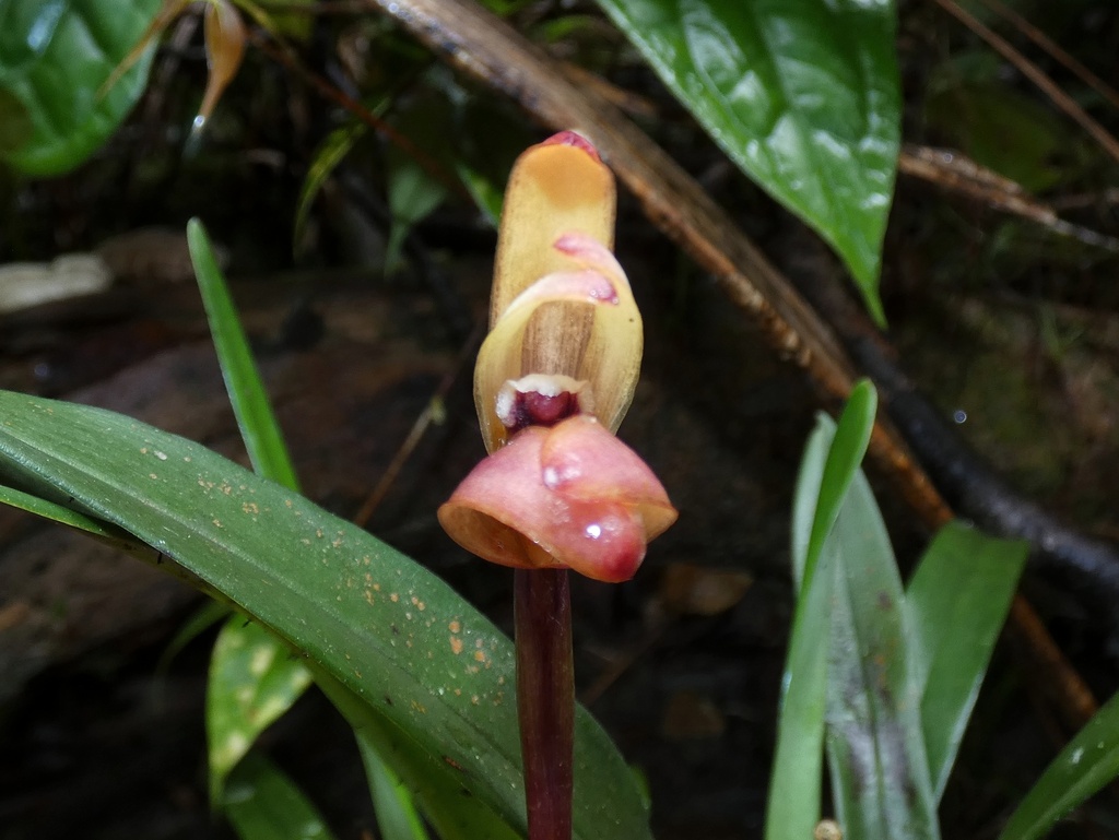 Maxillaria porrecta