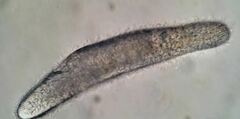 Hymenostomatia