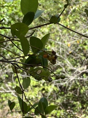 Myrcia