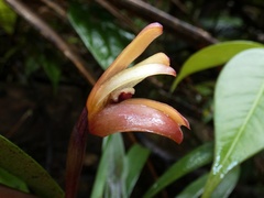 Maxillaria porrecta