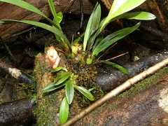 Maxillaria porrecta