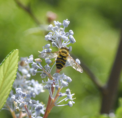 Syrphus