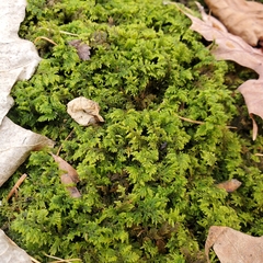 Trichocolea tomentella