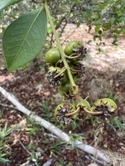 Myrcia