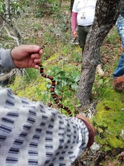 Lampropeltis polyzona