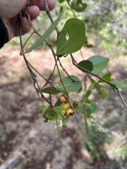Myrcia