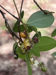 Myrcia