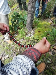 Lampropeltis polyzona