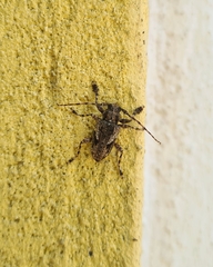 Aegomorphus jaspideus