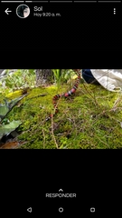 Lampropeltis polyzona