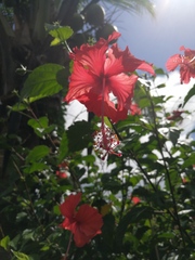 Hibiscus rosa-sinensis