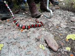 Lampropeltis polyzona