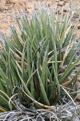 Agave lechuguilla