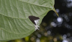 Pochazia