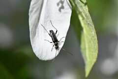Grammoptera ruficornis