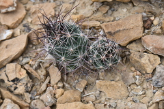 Coryphantha macromeris macromeris