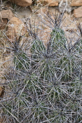 Echinocereus enneacanthus enneacanthus