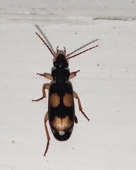 Macrocheilus