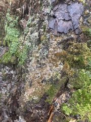 Dendroctonus terebrans