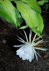 Epiphyllum oxypetalum
