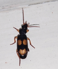 Macrocheilus