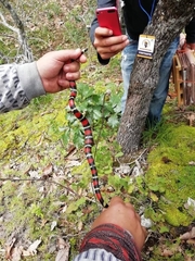 Lampropeltis polyzona