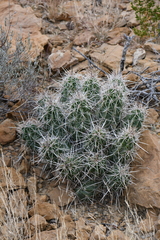 Echinocereus enneacanthus enneacanthus