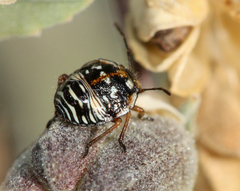 Thyanta custator accerra