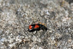 Anthocomus