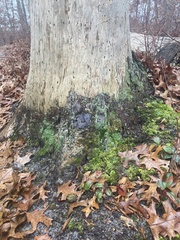Dendroctonus terebrans