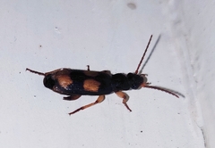 Macrocheilus