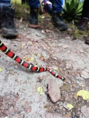 Lampropeltis polyzona